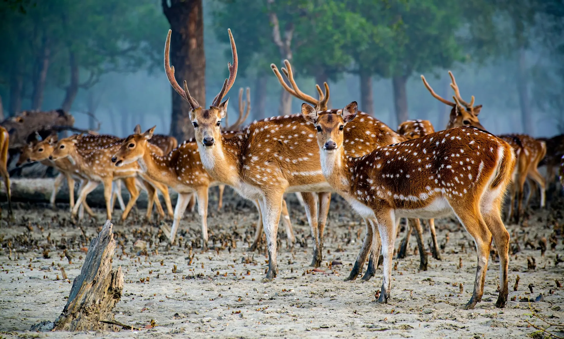 Sundarbans