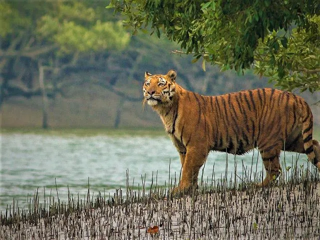 Sundarbans