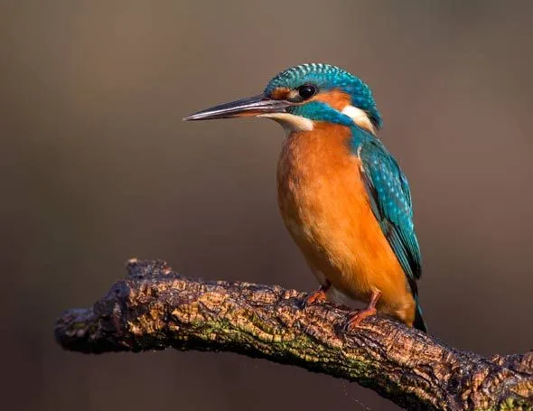 Sundarbans