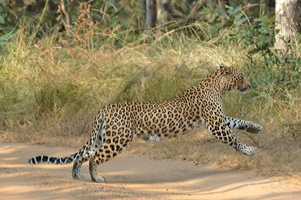 Tadoba
