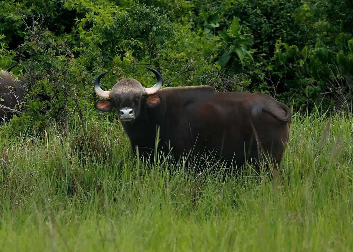 Tadoba