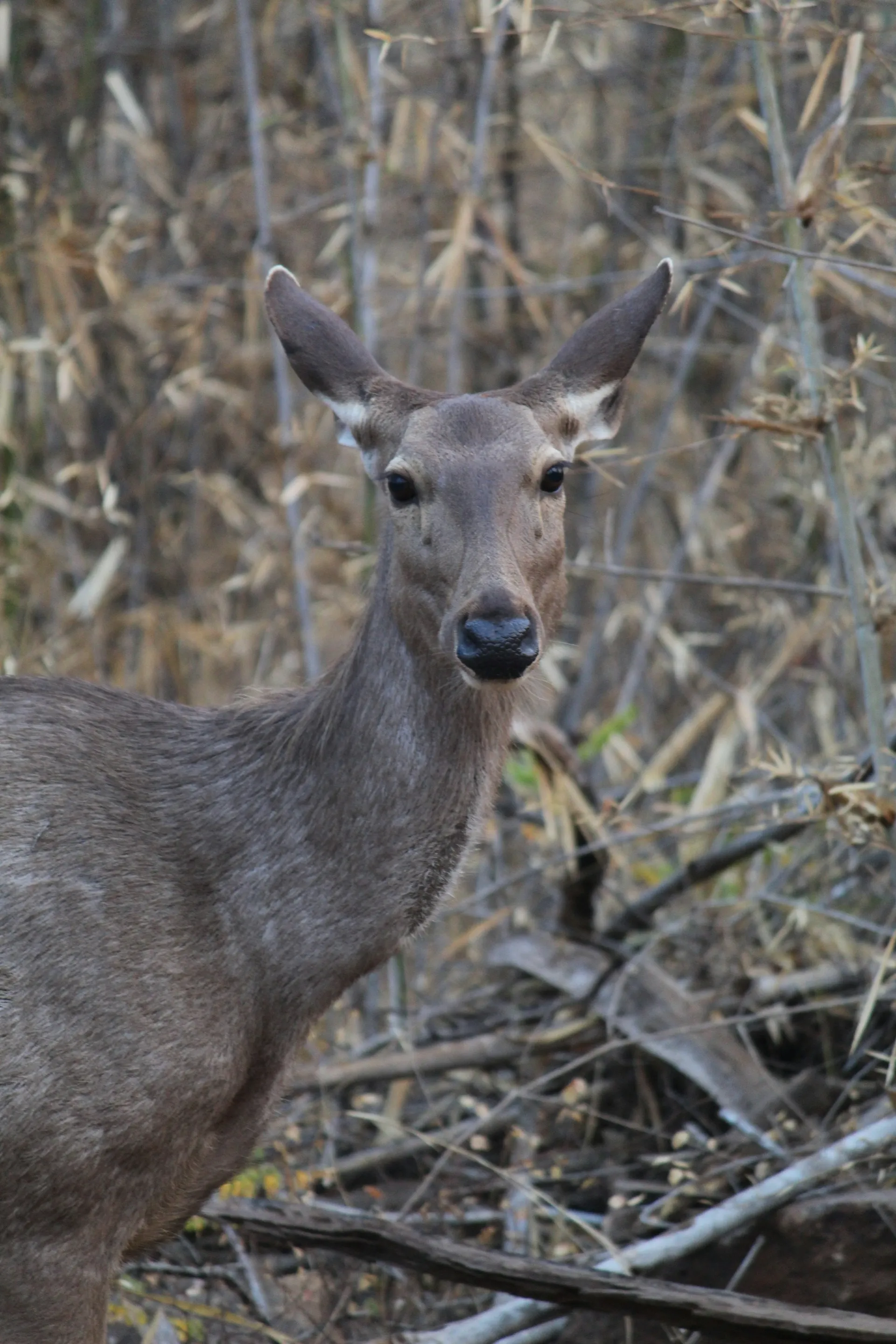 Tadoba