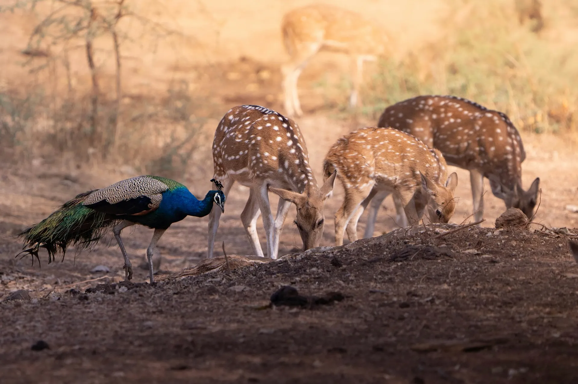 Tadoba