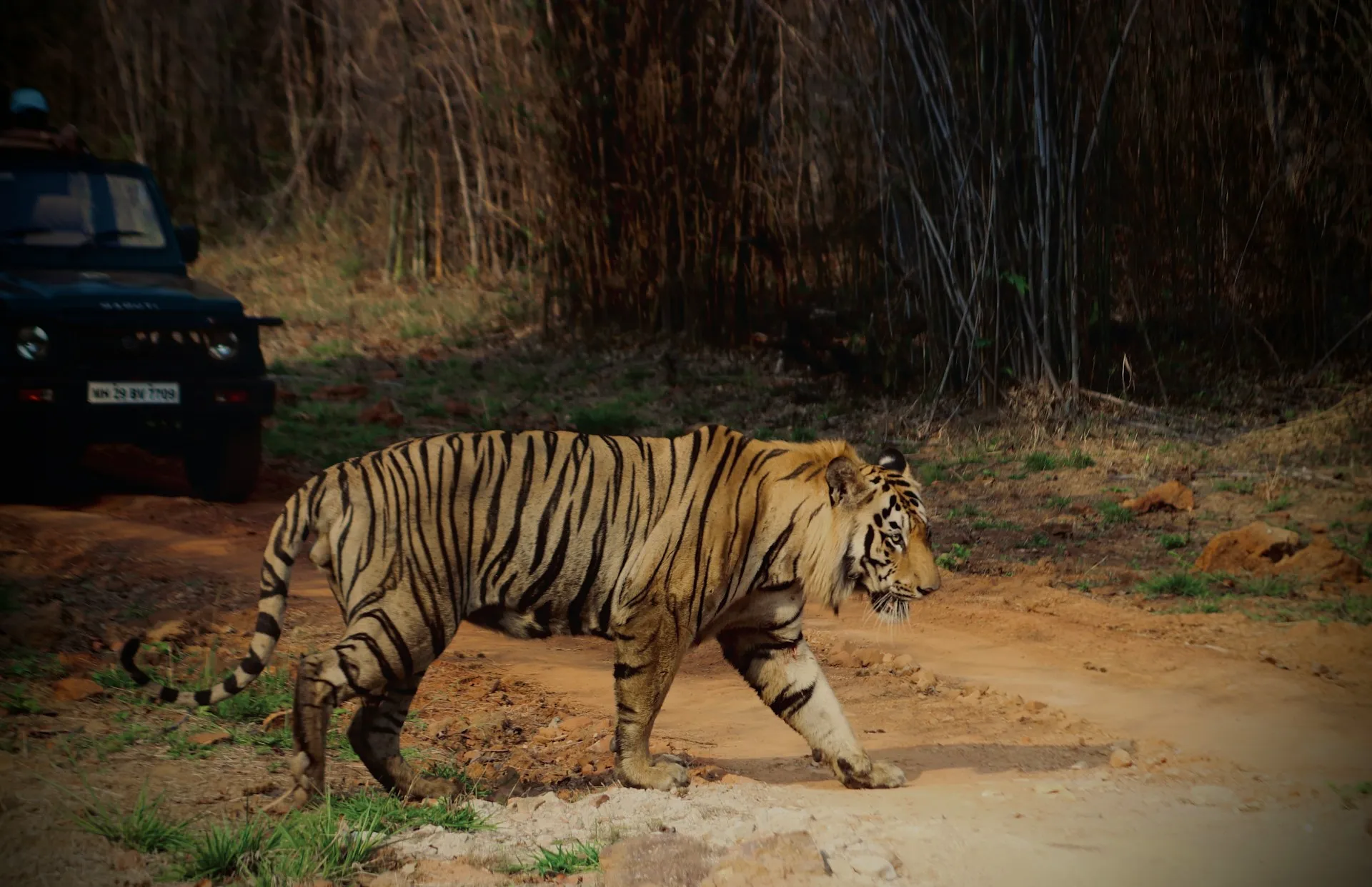 Tadoba
