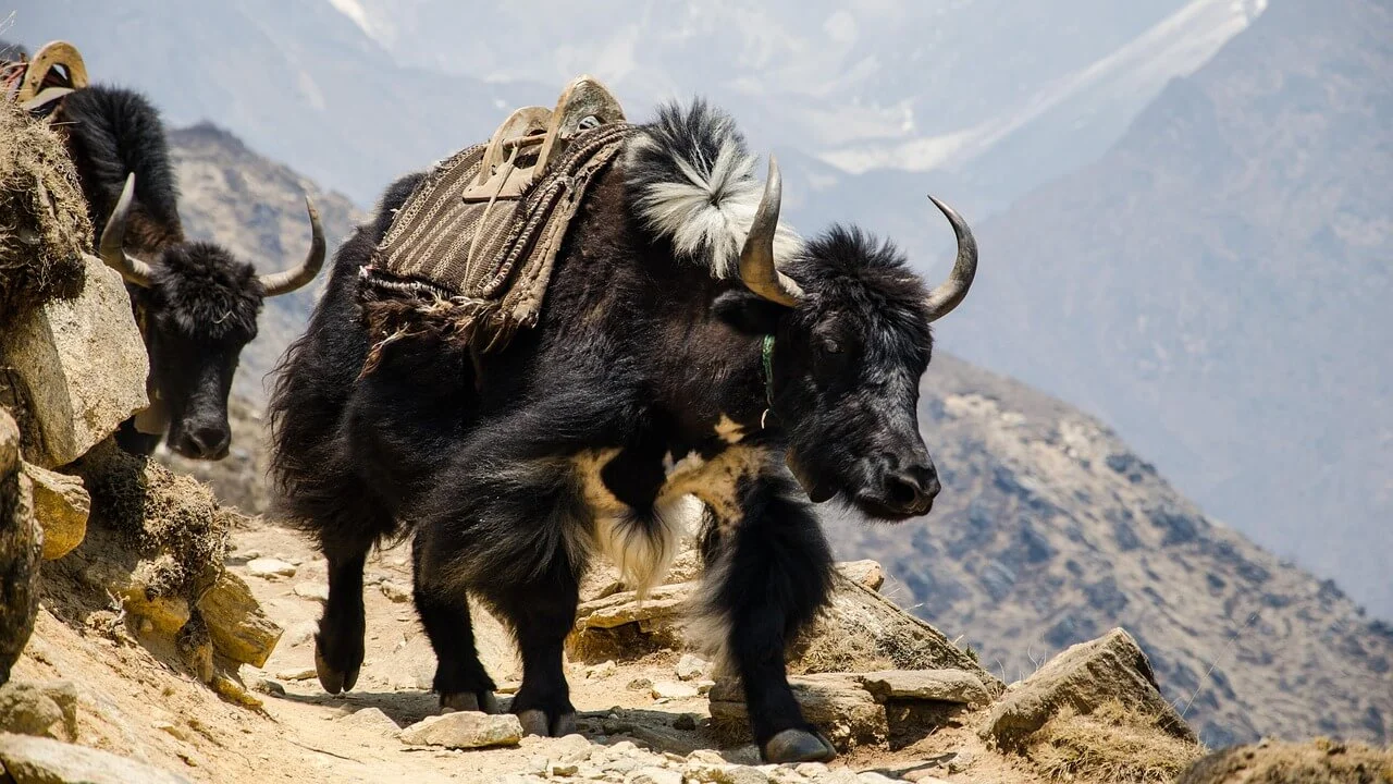 nepal